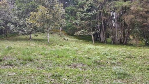 Lote en venta Antioquia Rionegro Urbanizacion Altos De Pereira 1 m2 Habitaciones 0 Baños 0 Garajes 0 Precio $4000000000