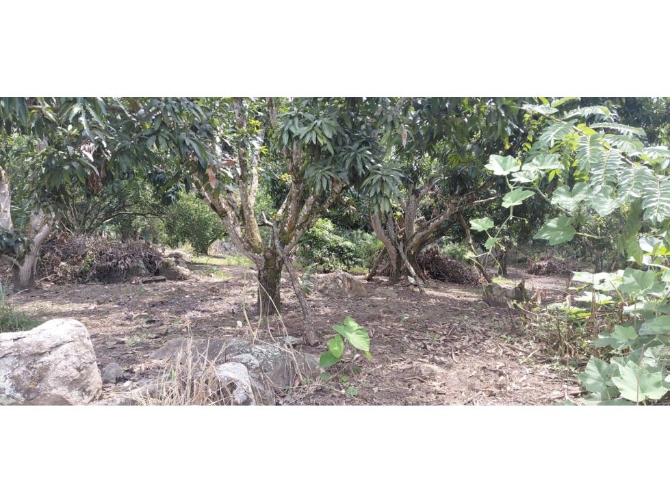 Lote en venta Cundinamarca La Mesa La Mesa 1000 m2 Habitaciones 0 Baños 0 Garajes 0 Precio $185000000