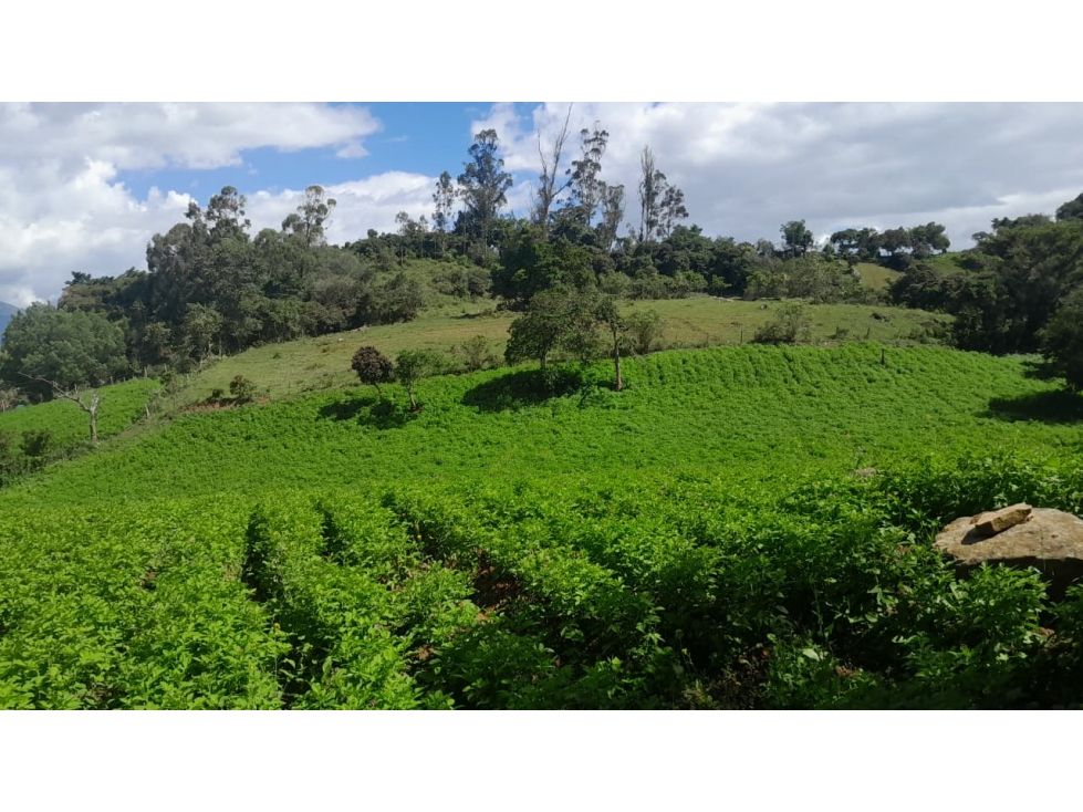 Lote en venta Cundinamarca Choachí Choachi 15279 m2 Habitaciones 0 Baños 0 Garajes 0 Precio $500000000