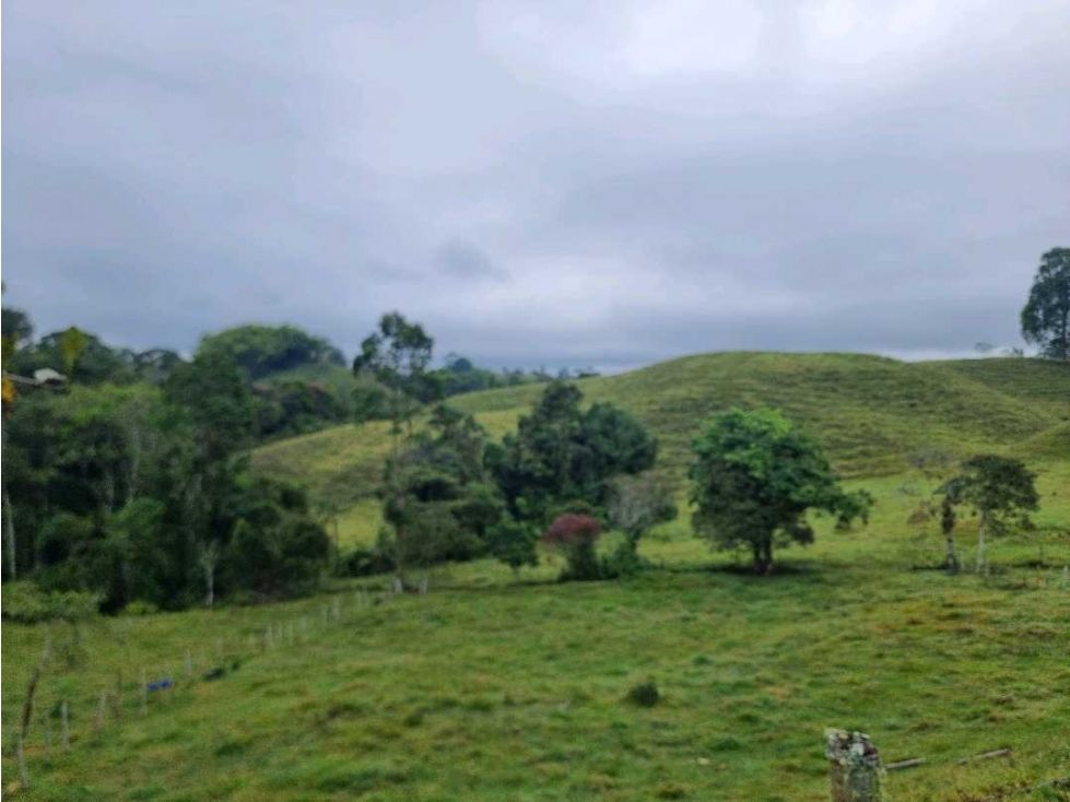 Lote en venta Quindío Filandia Vereda La Palmera 20000 m2 Habitaciones 0 Baños 0 Garajes 0 Precio $780000000