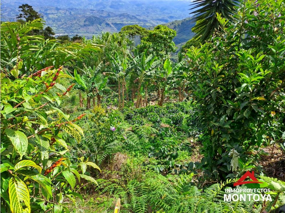 Finca en venta Caldas Risaralda Risaralda 16000 m2 Habitaciones 3 Baños 0 Garajes 0 Precio $110000000