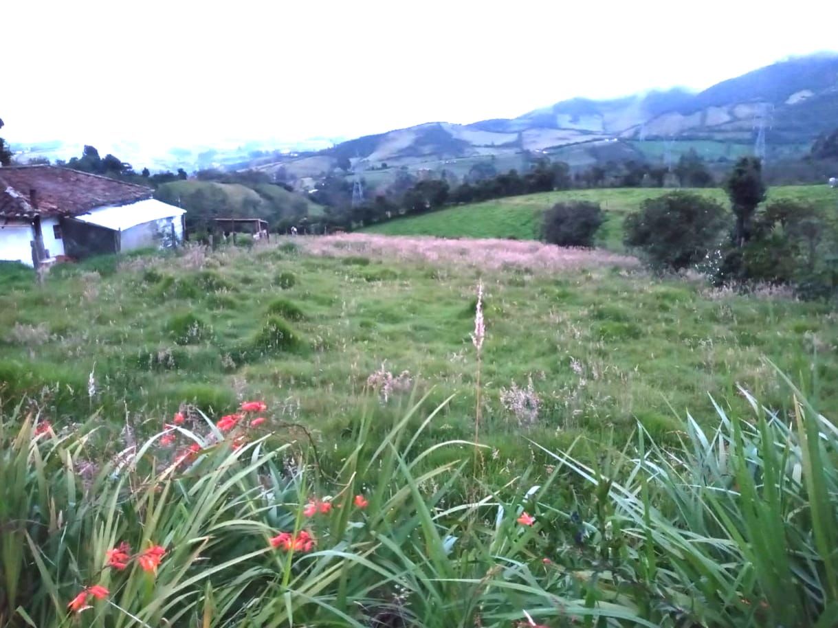 Lote en venta Nariño Pasto San Felipe 20 m2 Habitaciones 0 Baños 0 Garajes 0 Precio $160000000