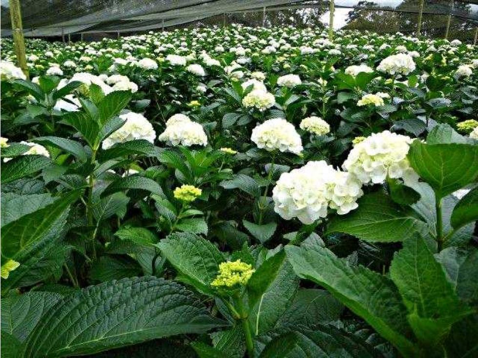 Finca en venta Risaralda Pereira Sector Plaza De Bolivar 500 m2 Habitaciones 6 Baños 3 Garajes 4 Precio $7500000000