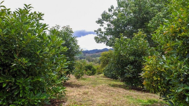 Lote en venta Antioquia Rionegro El Porvenir 1 m2 Habitaciones 0 Baños 0 Garajes 0 Precio $3350000000