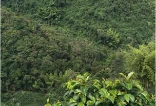 Lote en venta Caldas Manizales Manizales 238000 m2 Habitaciones 0 Baños 0 Garajes 0 Precio $750000000