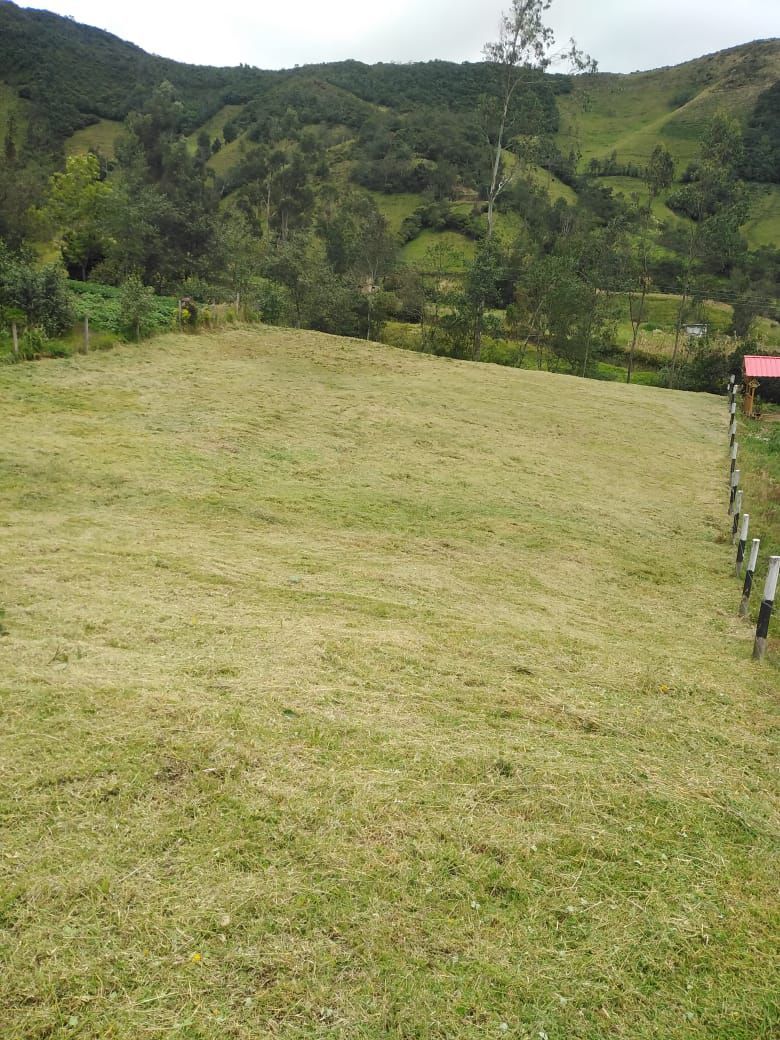 Lote Rural en venta Nariño Pasto San Felipe 20 m2 Habitaciones 0 Baños 0 Garajes 0 Precio $160000000