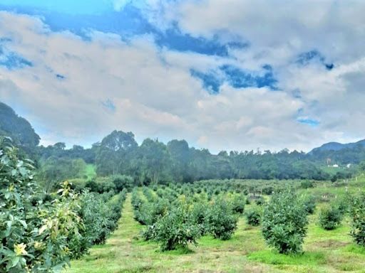 Finca en venta Cundinamarca Fusagasugá Fusagasuga 65000 m2 Habitaciones 0 Baños 0 Garajes 0 Precio $1980000000