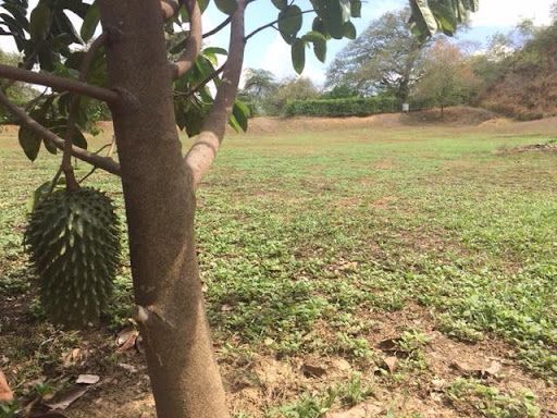 Lote en venta Antioquia Santafé De Antioquia Santafé De Antioquia 7102 m2 Habitaciones 0 Baños 0 Garajes 0 Precio $650000000