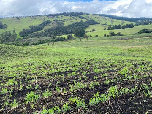 Finca en venta Cundinamarca Subachoque Subachoque 35 m2 Habitaciones 0 Baños 0 Garajes 0 Precio $6500000000