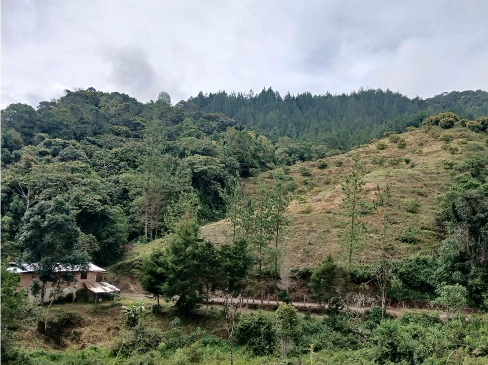 Lote en venta Antioquia Abejorral Abejorral 20000 m2 Habitaciones 0 Baños 0 Garajes 0 Precio $350000000