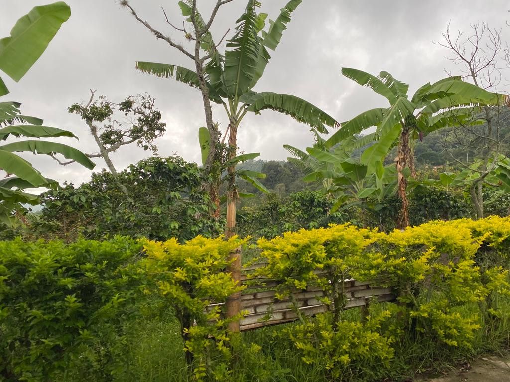 Lote en venta Cundinamarca Cachipay Cachipay 0 m2 Habitaciones 0 Baños 0 Garajes 0 Precio $350000000