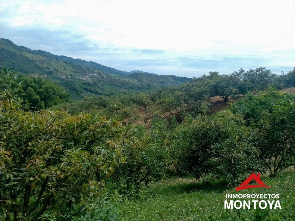 Finca en venta Caldas Anserma Anserma 192000 m2 Habitaciones 0 Baños 0 Garajes 0 Precio $1800000000
