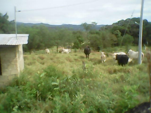 Finca en venta Tolima Cunday Cunday 85 m2 Habitaciones 3 Baños 1 Garajes 2 Precio $420000000