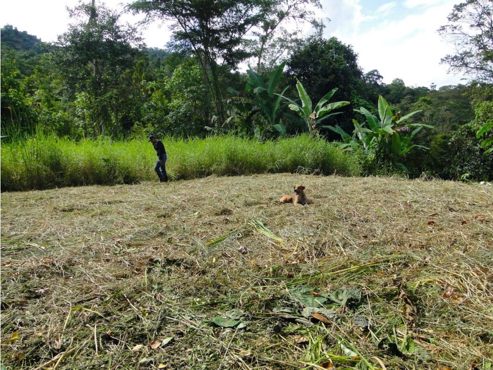 Lote en venta Cundinamarca La Mesa La Mesa 4800 m2 Habitaciones 0 Baños 0 Garajes 0 Precio $120000000