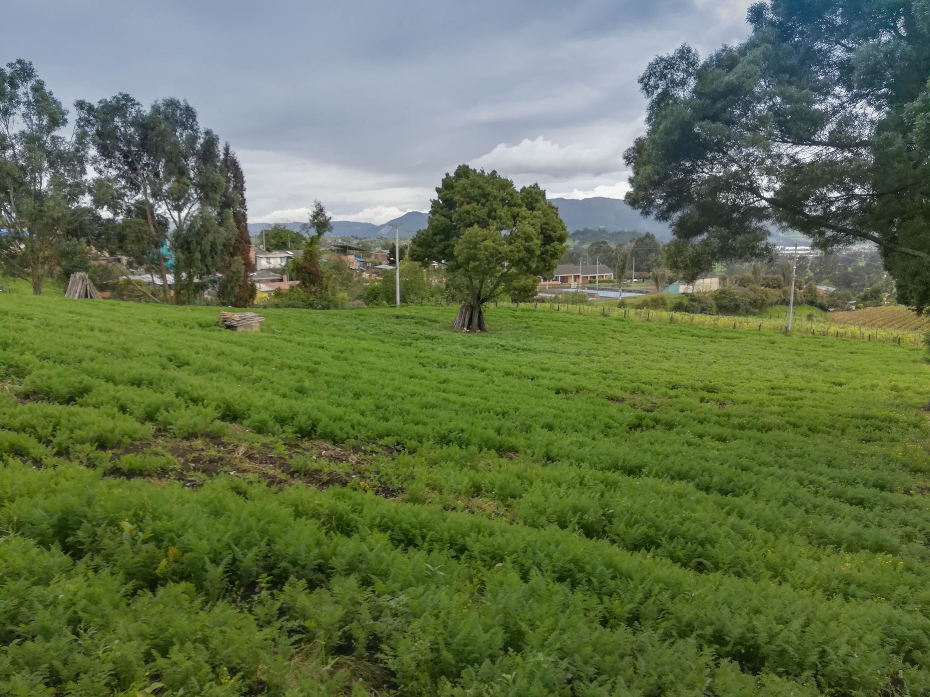 Finca en venta Cundinamarca Cogua Cogua 10021 m2 Habitaciones 3 Baños 1 Garajes 0 Precio $850000000