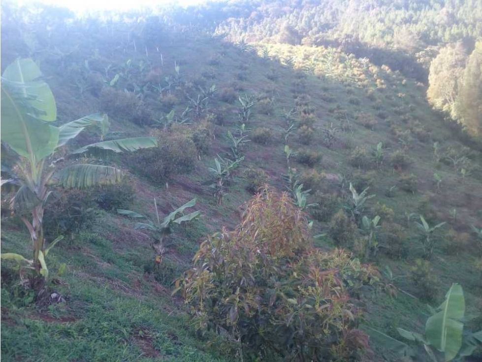 Lote en venta Antioquia Jericó Jericó 0 m2 Habitaciones 0 Baños 0 Garajes 0 Precio $1400000000