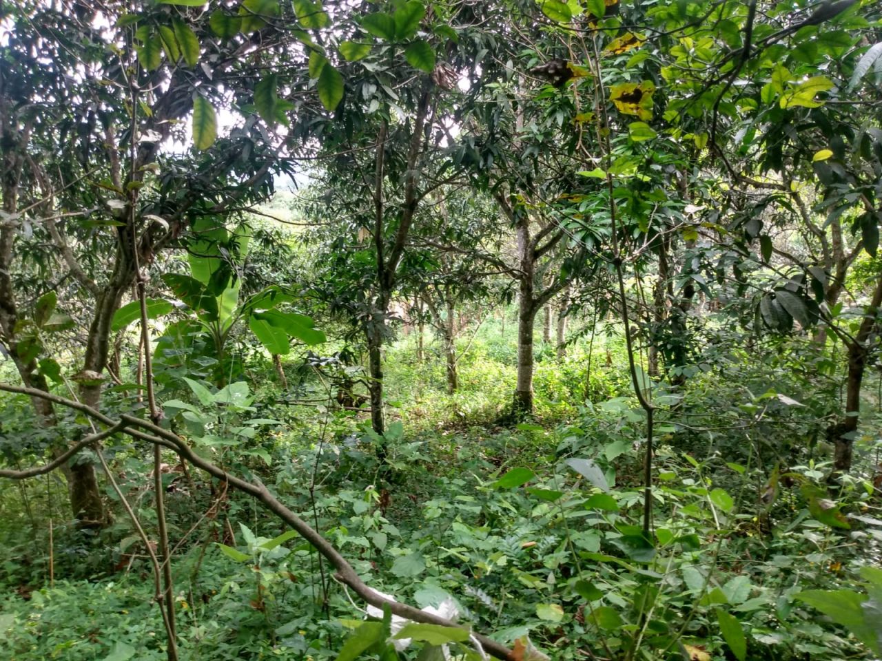 Lote en venta Cundinamarca La Vega La Vega 20 m2 Habitaciones 0 Baños 0 Garajes 0 Precio $500000000